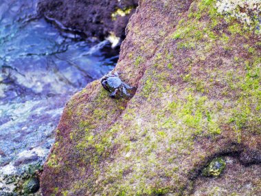 yengeç koşucusu veya ayakkabıcı, ayrıca kuzey İspanya'da mulata, maragata veya sapa olarak da adlandırılır