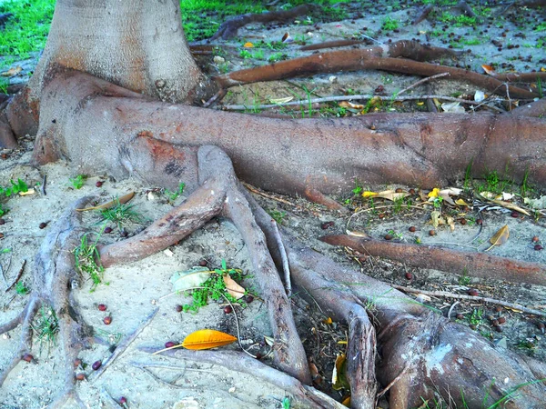 Tronco Árvore Ficus Parque Alameda Capital Cádiz Andaluzia Espanha Europa — Fotografia de Stock