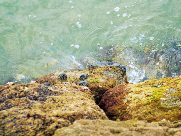 Pelari Kepiting Atau Pembuat Sepatu Juga Disebut Mulata Maragata Atau — Stok Foto