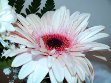 Park bahçesinde ilkbaharda papatyalar