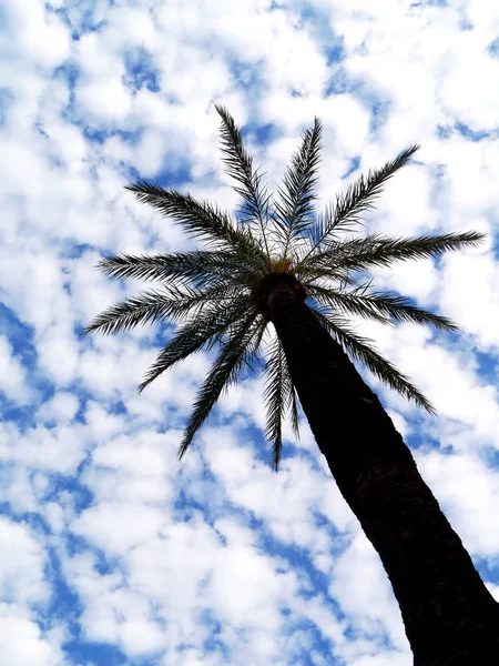 Пальмы Облака Голубым Небом Заливе Столицы Андалусии Кадиса Испании Европа — стоковое фото
