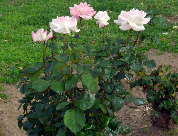 Rosas Primavera Jardim Parque — Fotografia de Stock