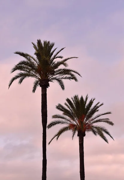 カディスの首都湾にあるヤシの木アンダルシアだスペインだヨーロッパ — ストック写真