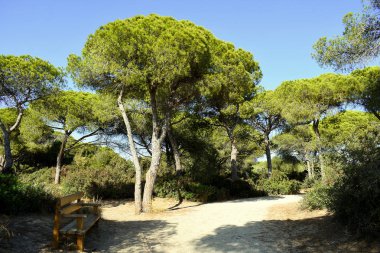 Puerto Real sahilindeki çam ağaçları. Cdiz Andaluca. İspanya. Avrupa. 