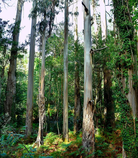 Souto Retorta Також Відомий Chavin Eucalyptus Віверо Галісія Іспанія Європа — стокове фото