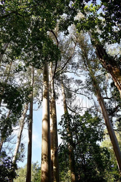 Souto Retorta También Conocido Como Chavin Eucalyptus Vivero Galicia España —  Fotos de Stock