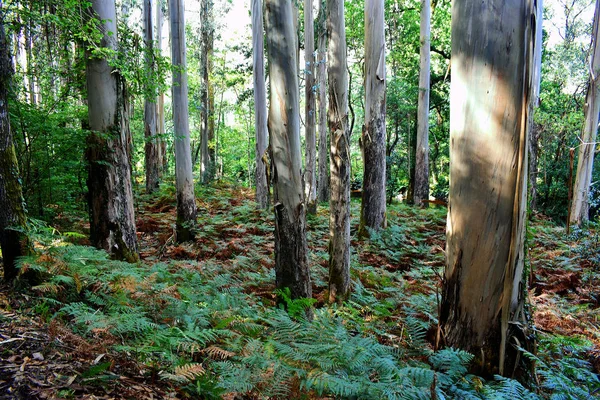 Souto Retorta Також Відомий Chavin Eucalyptus Віверо Галісія Іспанія Європа — стокове фото