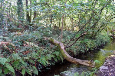 Souto da Retorta, Vivero, Galiçya 'da Chavin okaliptüsü olarak da bilinir. İspanya. Avrupa.