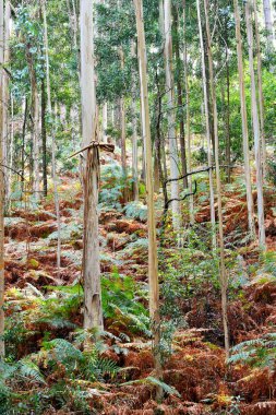 Souto da Retorta, Vivero, Galiçya 'da Chavin okaliptüsü olarak da bilinir. İspanya. Avrupa.