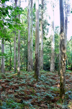 Souto da Retorta, Vivero, Galiçya 'da Chavin okaliptüsü olarak da bilinir. İspanya. Avrupa.