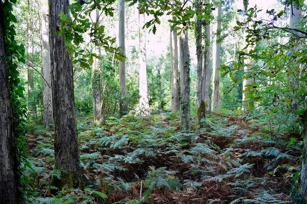 Souto Retorta Також Відомий Chavin Eucalyptus Віверо Галісія Іспанія Європа — стокове фото