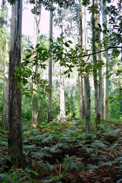 Souto Retorta También Conocido Como Chavin Eucalyptus Vivero Galicia España — Foto de Stock