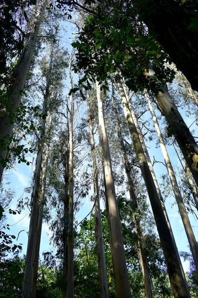 Souto Retorta Також Відомий Chavin Eucalyptus Віверо Галісія Іспанія Європа — стокове фото