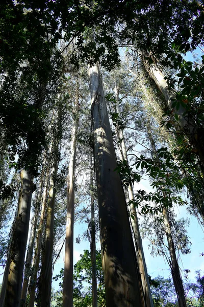 Souto Retorta También Conocido Como Chavin Eucalyptus Vivero Galicia España — Foto de Stock