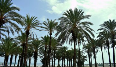 Torremolinos sahilindeki palmiye ağaçları, Malaga. İspanya. Avrupa. 14 Eylül 2019