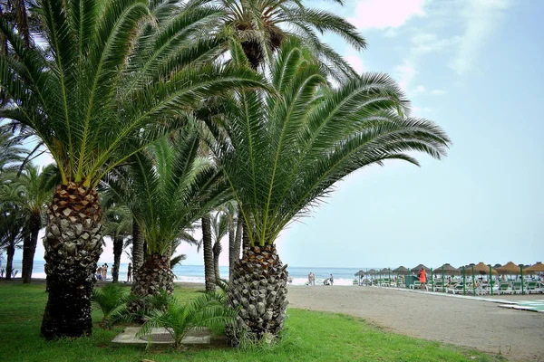 Пальмы Пляже Торремолинос Малага Испании Европе Сентября 2019 — стоковое фото