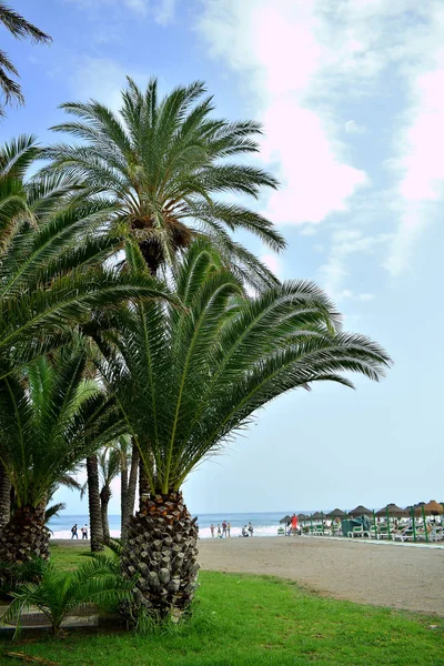 Palme Sulla Spiaggia Torremolinos Malaga Spagna Europa Settembre 2019 — Foto Stock