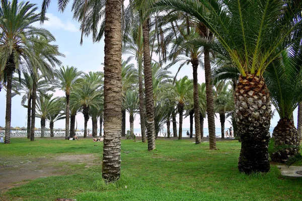 Torremolinos Sahilindeki Palmiye Ağaçları Malaga Spanya Avrupa Eylül 2019 — Stok fotoğraf