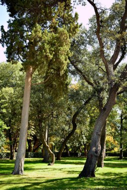 Madrid 'deki Retiro Park' ın bahçesi. İspanya. Avrupa. 18 Eylül 2019