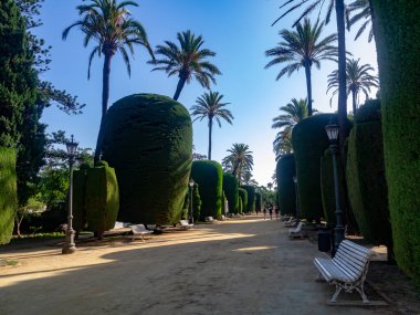 Cadiz 'in başkentindeki Ceneviz Parkı' nda palmiye ağaçları. Endülüs. İspanya. Avrupa. 