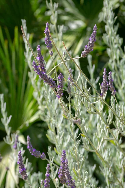 Lavendelplant Tuin Van Het Genoves Park Cadiz Andalusië Spanje Europa — Stockfoto