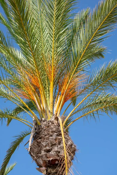 Palmeras Parque Genovés Bahía Cádiz Capital Andalucía España Europa — Foto de Stock