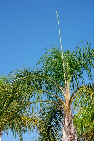 Palmeras Parque Genovés Bahía Cádiz Capital Andalucía España Europa — Foto de Stock