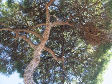 Ağaç dalları ve yaprakları baharda parkta.