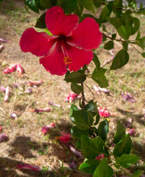 Roślina Czerwonym Kwiatem Nazwie Hibiskus Lub Hibisco — Zdjęcie stockowe