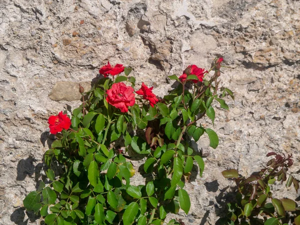 Arbusto Rosa Jardim Parque Primavera — Fotografia de Stock