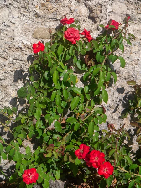 Cespuglio Rose Nel Giardino Del Parco Primavera — Foto Stock