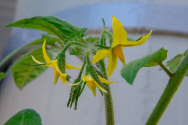 Yeşil dalları ve sarı armut çiçekleri olan bir bitki.