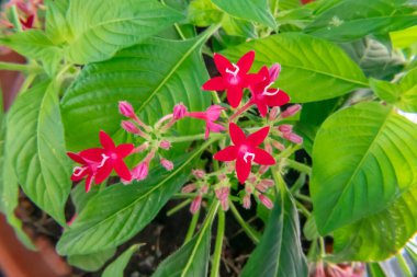 İlkbaharda park bahçesinde Mısır yıldız kümesi çiçeği