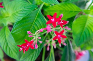 İlkbaharda park bahçesinde Mısır yıldız kümesi çiçeği