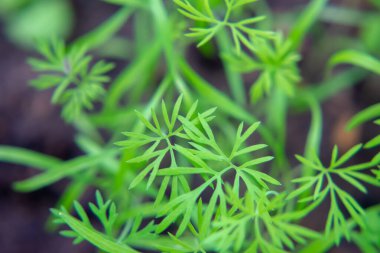 Baharda bahçede yeşil dereotu dalları olan bir bitki.