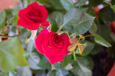 Baharda bahçedeki gül çalısı