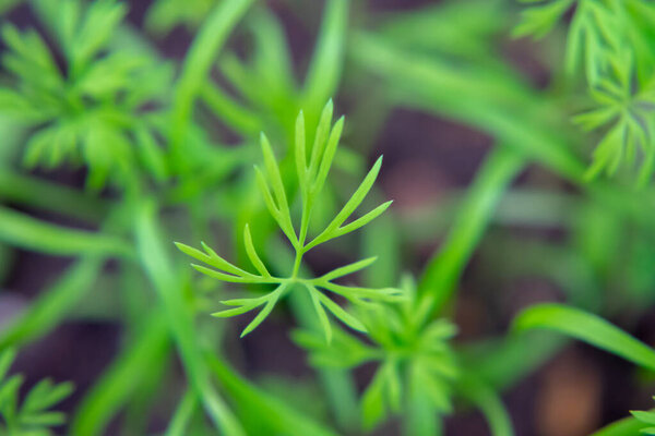 plant with green branches of dill in the garden in spring