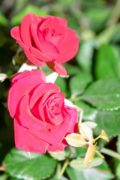 Arbusto Rosa Jardim Parque Primavera — Fotografia de Stock