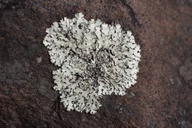 Yosun ve liken taş üzerinde büyür