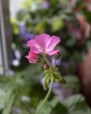 Sardunya güzel ev odası çiçek, pembe Tomurcuk çiçekli