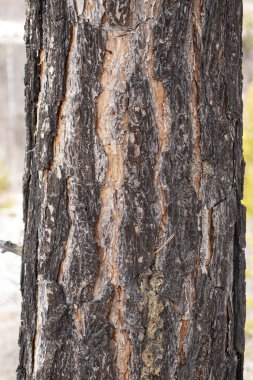 Ağaç orman ağacı, Sibirya çamı yakından