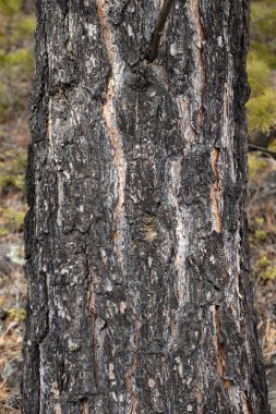 Ağaç orman ağacı, Sibirya çamı yakından