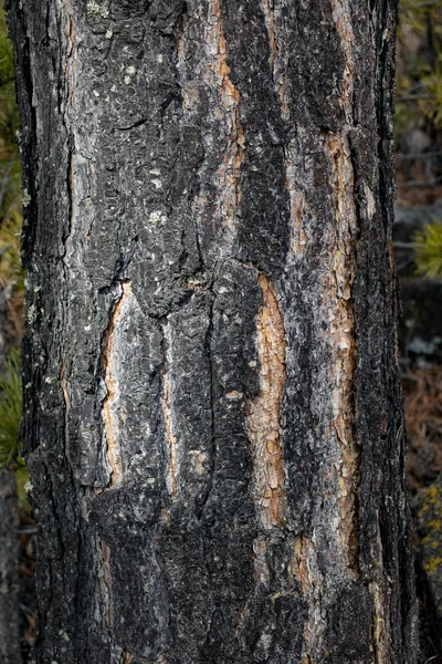 Corteccia Albero Della Foresta Pino Siberiano Vicino — Foto Stock