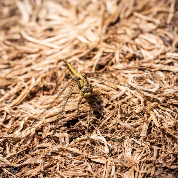 Foto Close Quadrado Com Grande Libélula Amarela Inseto Tem Asas — Fotografia de Stock