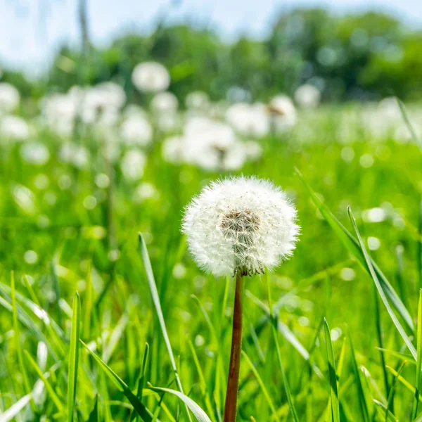 Vierkante Foto Met Detail Van Enkele Paardebloem Plant Vervaagde Bloei — Stockfoto