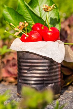 Dikey fotoğraf kırmızı taze kiraz eski vintage teneke dolu. Can birkaç bitki ve çiçekler etrafında taş yerleştirilir. Kiraz ağacından birkaç yaprak ile teneke içinde meyvedir.