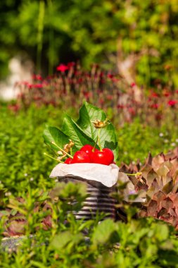 Dikey fotoğraf kırmızı taze kiraz eski vintage teneke dolu. Can birkaç bitki ve çiçekler etrafında taş yerleştirilir. Kiraz ağacından birkaç yaprak ile teneke içinde meyvedir.