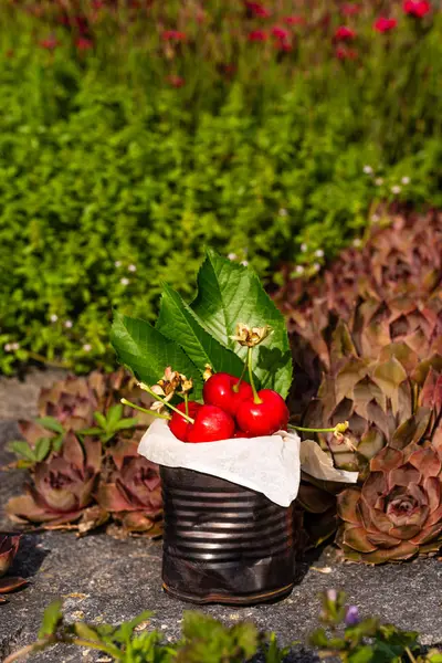 Dikey fotoğraf kırmızı taze kiraz eski vintage teneke dolu. Can birkaç bitki ve çiçekler etrafında taş yerleştirilir. Kiraz ağacından birkaç yaprak ile teneke içinde meyvedir.