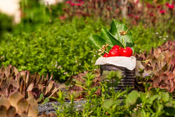 Yatay fotoğraf kırmızı taze kiraz eski vintage teneke dolu. Can birkaç bitki ve çiçekler etrafında taş yerleştirilir. Kiraz ağacından birkaç yaprak ile teneke içinde meyvedir.