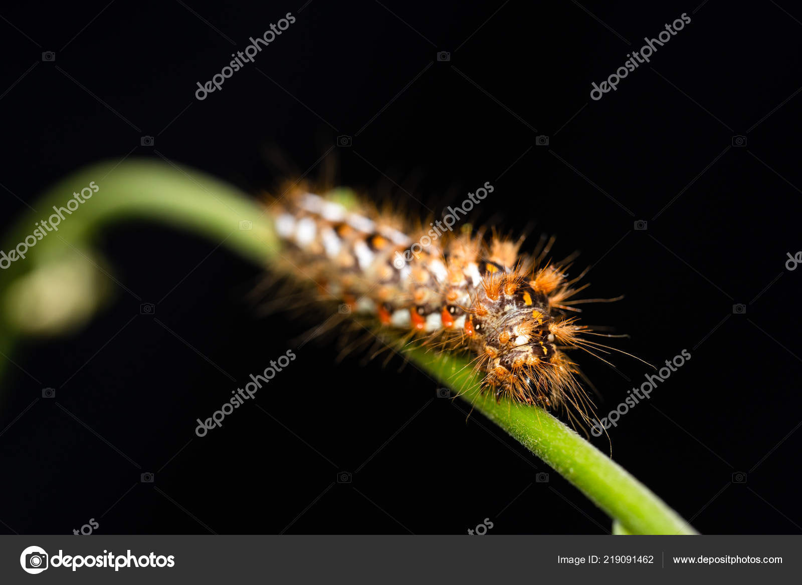 Horizontal Photo Nice Furry Caterpillar Insect Placed Green Stem
